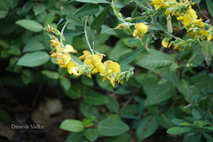 Crotalaria retusa